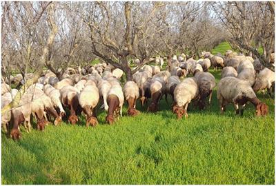 High-density SNP markers elucidate the genetic divergence and population structure of Noticiana sheep breed in the Mediterranean context